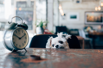 Sweet dog look something in coffee shop with clock