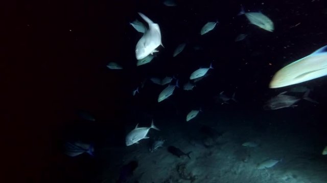 school of Giant trevally - Caranx ignobilis and Bluefin trevally - Caranx melampygus swim in the night, Indian Ocean, Maldives
