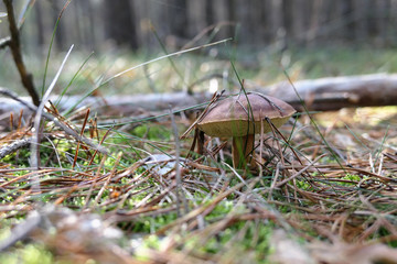 bay bolete growing in forest at autumn time.