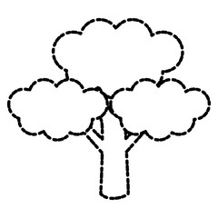 Broccoli fresh vegetable icon vector illustration graphic design