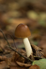 Single mushroom with white stem