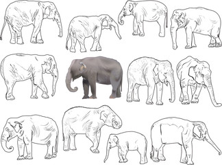 set of twelve elephants isolated on white
