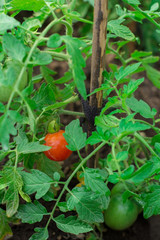 Женщина собирает урожай томатов. Очень крупные помидоры. Очень вкусные витамины. The woman reaps a crop of tomatoes. Very large tomatoes. Very tasty vitamins