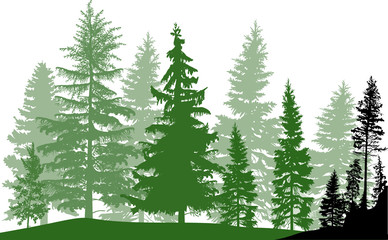 Obraz premium fir trees dark and light green forest on white