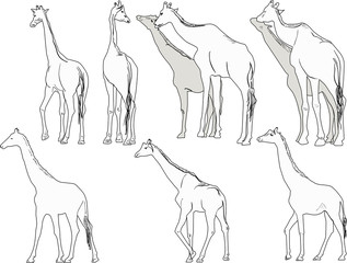 nine giraffes isolated on white