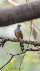 Bird (Plaintive Cuckoo) in a nature wild