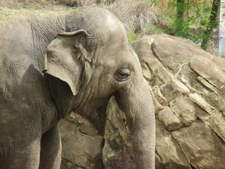 Fototapeta premium Happy Elephant