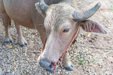 Albino buffalo animal agriculture in countryside