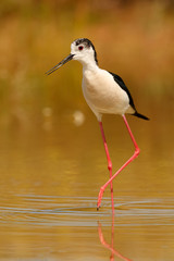 Stilt in a Spanish pond