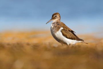 Beautiful wader bird on the ground. Common sandpiper