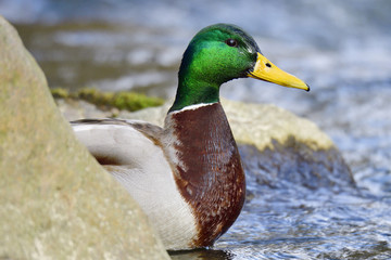Stockenten im Frühjahr auf der Spree