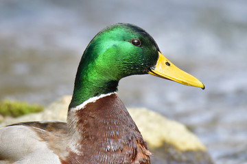 Stockenten im Frühjahr auf der Spree