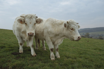 Cows grazing on a field. Normandy, France. Breed of large beef cattle. Cloudy morning in a countryside. Toned