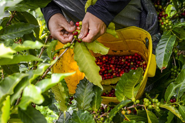 Selective harvesting coffee beans