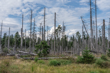 Naklejka premium The landscape of forest in Harz, Germany