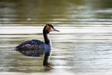 Adult Great Crested Grebe (podiceps cristatus) wild bird swimming on a lake in autumn