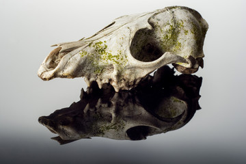 Fox skull on on dark background close up.