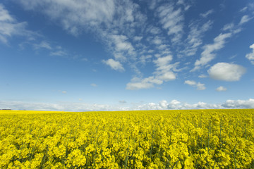 Obraz premium Beautiful yellow flowering rape field in Normandy, France. Country agricultural landscape on a sunny spring day.