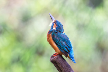 Common kingfisher