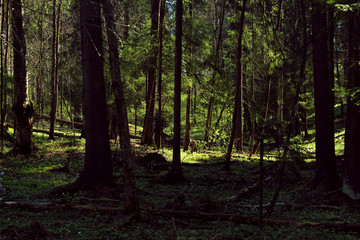 Naklejka premium Coniferous forest with fallen trees on a sunny day