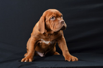 
puppy of the Bordor dog in the studio
