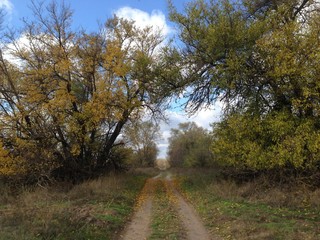 Road to the horizon passing between trees
