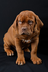 
puppy of the Bordor dog in the studio
