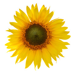 Obraz premium Sunflower isolated on white background,with clipping path.