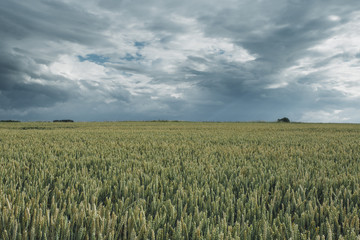 Green wheat fields on a cloudy day. Picturesque dramatic sky. Countryside landscape, agricultural fields, meadows and farmlands in summer. Environment friendly farming, industrial agriculture concept