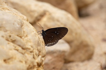 Close up view of black and brown wing with white dot butterfly staying on the rock.