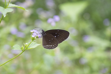 Close up view of black and brown wing with white dot butterfly staying on the flower.