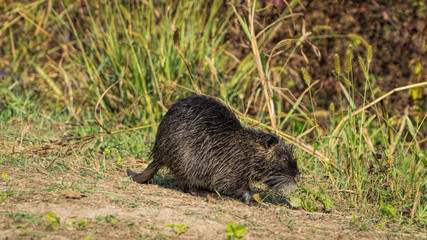 Nutria