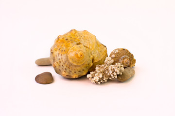 Shells, pebbles and coral.