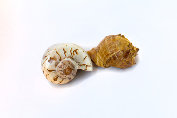 two seashells on a white background