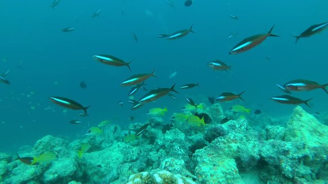 school of Dark Banded Fusilier - Pterocaesio tile and Bluestripe Snapper - Lutjanus kasmira swims in blue water over coral reef, Indian Ocean, Maldives
