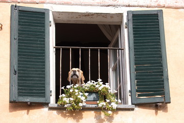 Cane alla finestra