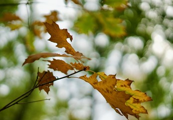 Fototapeta premium Blätter im herbst