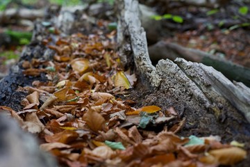 Herbst im Wald