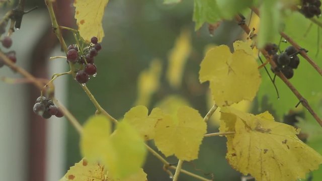 Grapes among yellow leaves on autumn rainy day