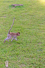 Naklejka na ściany i meble Cute macaque monkey monkey running on the lawns grass surface at ancient kingdom, Siem Reap, Cambodia.dom, Siem Reap, Cambodia.