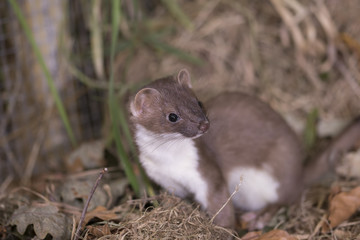 stoat portrait