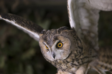 long eared owl close up portrait