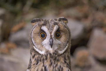 long eared owl close up portrait