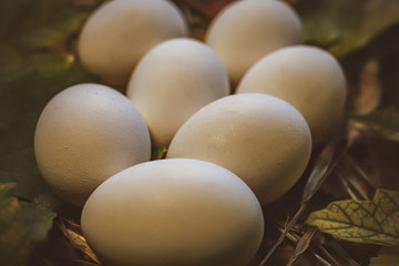 chicken eggs on the grass and autumn leaves. on a wooden board. fipronil,