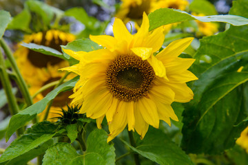 Fototapeta premium Sunflower flower in field. Lovely big Sunny flowers close. Young sunflowers seeds. 