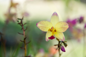 Obraz na płótnie Canvas blur of yellow orchid flower, star flower