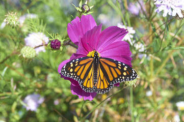 Fototapeta na wymiar A Monarch butterfly pollinating a flower