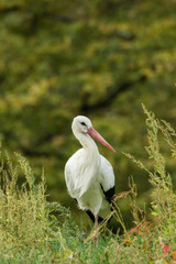 Beautiful stork in the middle of the grass and soft bokeh