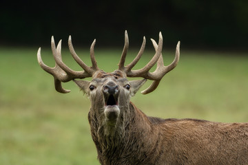 Beautiful stag with great antlers on green meadow