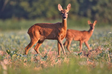 Obraz premium Capreolus capreolus, Roe Deers walking on the agricultural field. Wildlife animals. Europe, Slovakia.